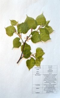 Tilia cordata