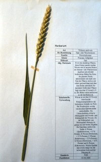 Triticum aestivum