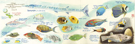 Catalogo dei pesci delle Seychelles Vol.1