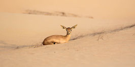 FOTO-DRUCK auf ALU-DIBOND | Sandgazelle ruhend 24°07'31.7"N54°47'42.0"E