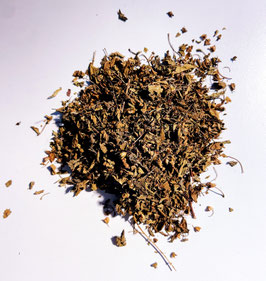 BIO Tulsi (natur) - Indischer Basilikum, Heiliger Basilikum