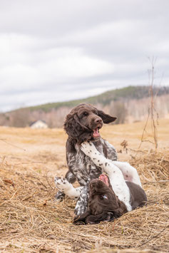 Welpen/Zucht Fotoshooting