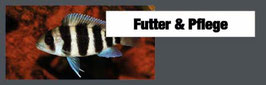 Aquarium Futter 3