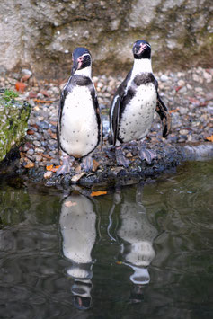 Pinguine