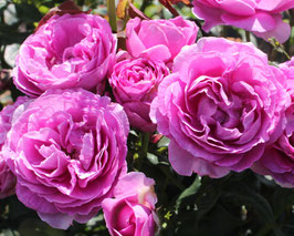 'Carmen Würth'  Edelrose