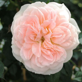 'Matthias Claudius Rose' NEU