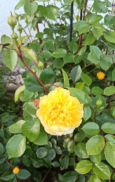 'Carola's Dream', Kletterrose Neuheit 2024/25