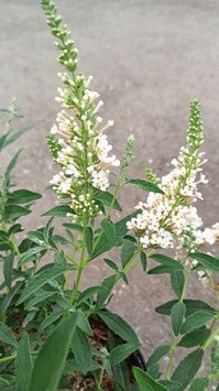 BUZZ 'Ivory', Buddleja - Zwergsommerflieder, Terrassengehölz