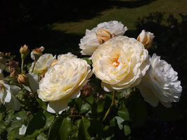 'In Memoriam', Strauchrose