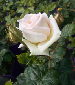 'Madame Anisette',  Parfuma, Edelrose