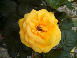 'Heilbronner Sonne', Edelrose