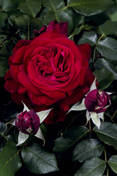 'Admiral', Edelrose