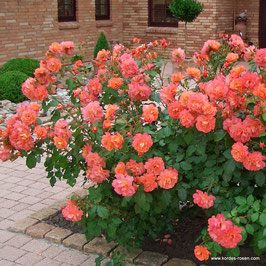 'Westerland"