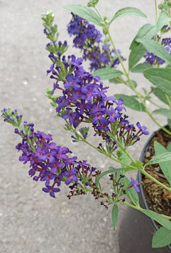 BUZZ 'Midnight', Buddleja - Zwergsommerflieder, Terrassengehölz