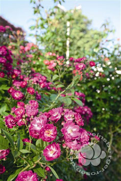 'Perennial Blue', öfterblühender Rambler