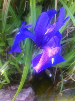 N2 Wasser Iris azurblau Saphir