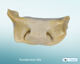Runderneus - Wit - per stuk