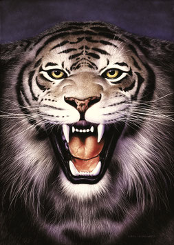 Kunstdruck - Tiger