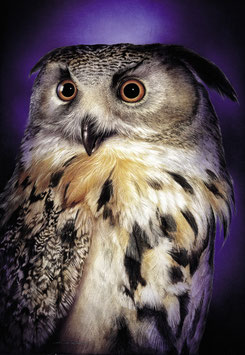 Kunstdruck - Der Uhu