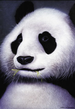 Kunstdruck - Der Panda