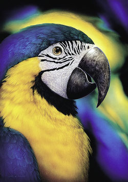 Kunstdruck - Der Gelbbrust Ara