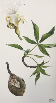 Adansonia Gregorii -Boab flower, leaf and nut