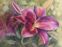 Stargazer