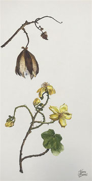 Cochlospermum Fraseri - Kapok flower and pod