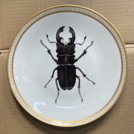 Porzellanteller #5a  Hirschkäfer