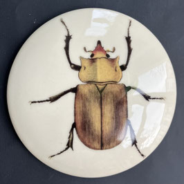 Käfer #6 Elefantenkäfer