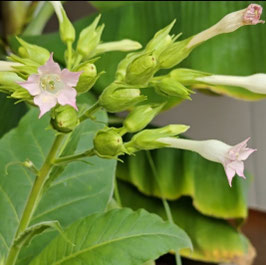 Graines de tabac blond – origine Thaïlande (Nicotiana tabacum)