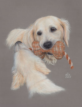 Spielende Golden Retriever