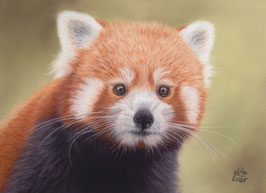 Roter Panda