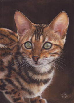 Bengalkatze
