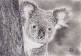 Koalabär