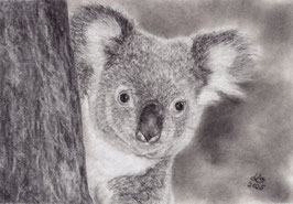 Koalabär