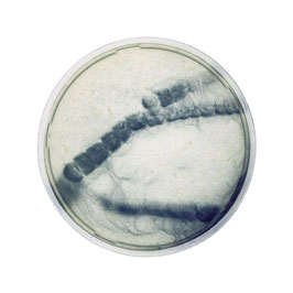 Edgar Lissel: Bakterium - Selbstzeugnisse 2