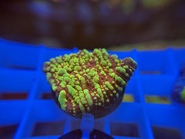 KORALLE 57 - ACID RAIN CHALICE