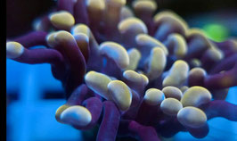 KORALLE 4 - PURPLE STEM GOLD TIP PARAANCORA