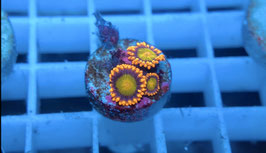 KORALLE 88 - ORANGE MANDARIN ZOANTHUS
