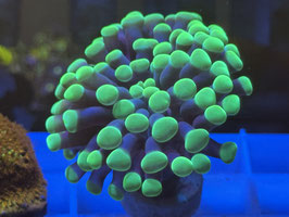 KORALLE 46 - ULTRA GREEN LEMON PARAANCORA