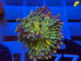 KORALLE 77 - GOLDEN RICORDEA YUMA - rene mathee ​​