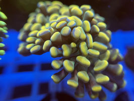 KORALLE 89 - GOLD NUGGET PARAANCORA