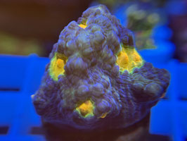 KORALLE 57 - AFTERBURNER CHALICE