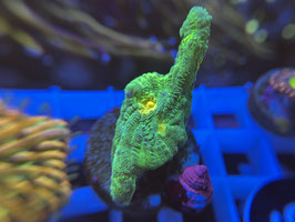 KORALLE 90 - SPACE INVADER PECTINIA