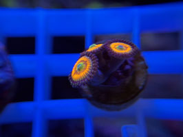 KORALLE 23 - GOBSTOPPER ZOANTHUS