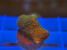 KORALLE 56 - GRAFTED MONTIPORA DIGITATA