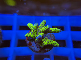 KORALLE 94 - GREEN GOBLIN ANACROPORA -  Sarah ​​