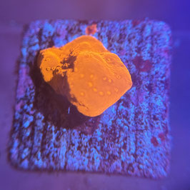 MONTIPORA SETOSA