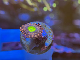 KORALLE 91 - PINK HIPPO ZOANTHUS